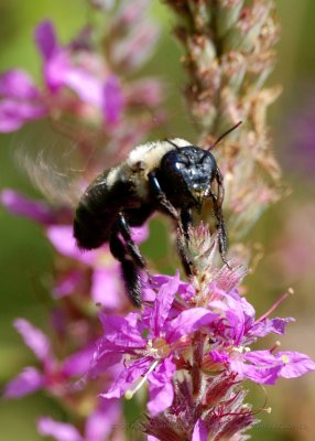 King Bees_20080824_096_Macro Shots.JPG