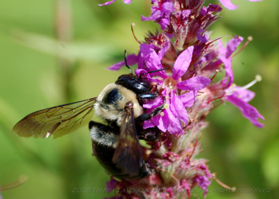 King Bees_20080824_108_Macro Shots.JPG