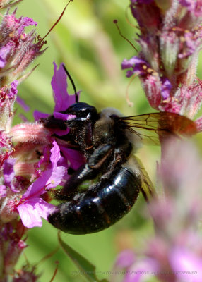 King Bees_20080824_113_Macro Shots.JPG