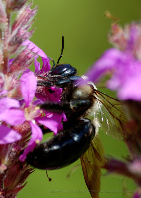 King Bees_20080824_119_Macro Shots.JPG