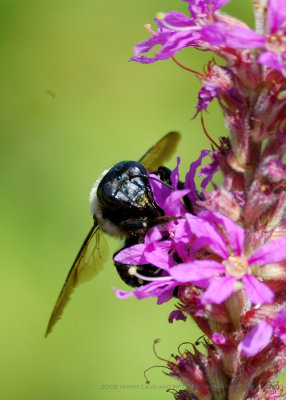 King Bees_20080824_122A_Macro Shots.JPG