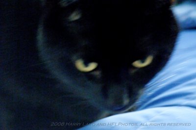 Eileens Cats_20080817_100_Daffy & Dandy_DxO2_raw_2.JPG