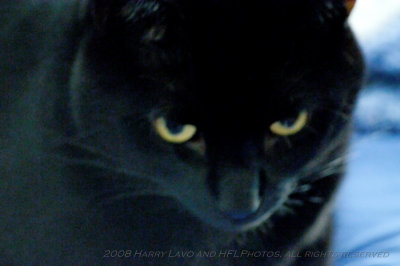 Eileens Cats_20080817_101_Daffy & Dandy_DxO2_raw_3.JPG