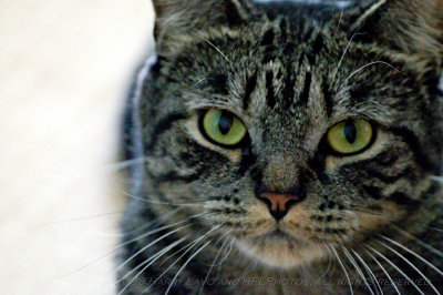 Eileens Cats_20080817_104_Daffy & Dandy_DxO2_raw_5.JPG