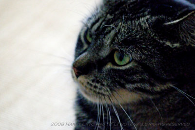 Eileens Cats_20080817_106_Daffy & Dandy_DxO2_raw_7.JPG