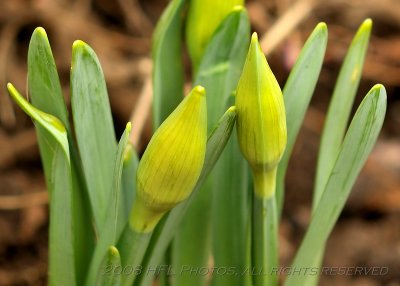 Week 12 - Daffodil Buds