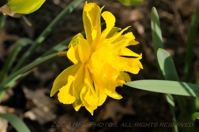 Daffodils 35-70_20090418_55 Backyard.JPG