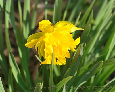 Daffodils 35-70_20090418_57 Backyard.JPG