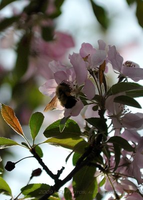 Misc Shots_20090501_40 Flwrs aftr Rain.JPG