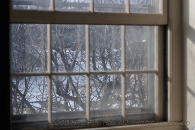 50mm f1.8 AIS - 30 Tree Outside Window at f4.0