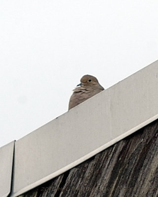 Winter Dove 20100214_11.JPG