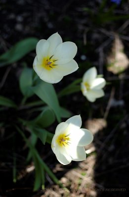 White Tulips 20100411_30.JPG