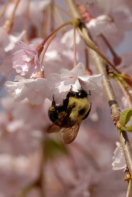 Blossoms  Bees 20100413_37.JPG