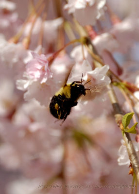 Blossoms  Bees 20100413_58.JPG