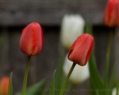 20100416_70 Tulips 300mm.JPG