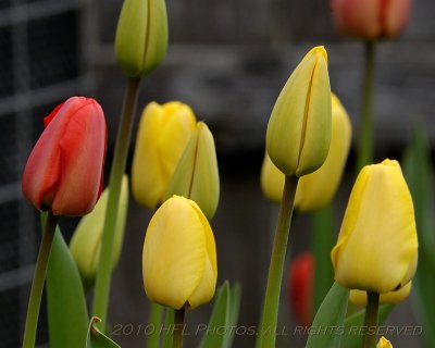 20100416_73 Tulips 300mm.JPG