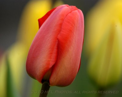 20100416_77 Tulips 300mm.JPG