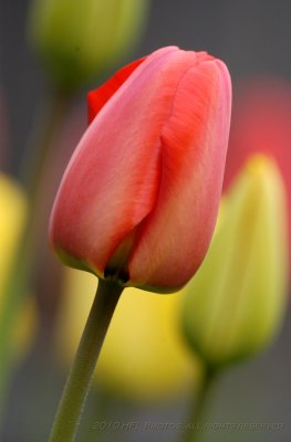 20100416_78 Tulips 300mm.JPG