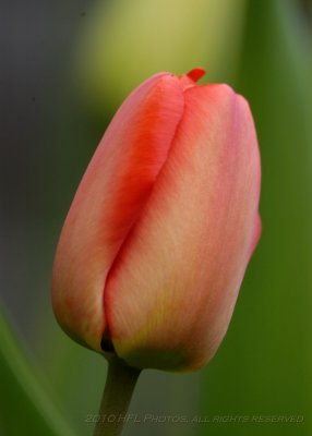 20100416_79 Tulips 300mm.JPG