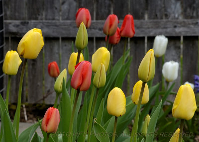 20100416_83 2nd Tulips 300mm.JPG