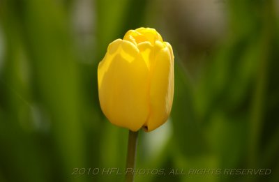 Kitchen Tulips 20100418_107 300mm f4 AF.JPG