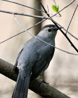 D300 20100501_40 Gray Catbird.JPG