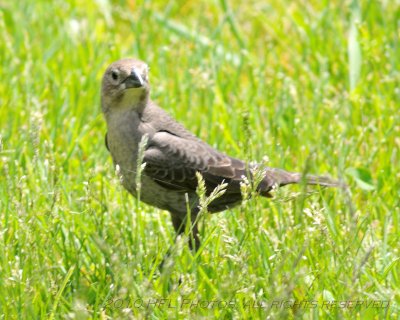 Exploring - Jeep 20100517_60 Juvenile Brown Cowbird.JPG