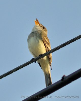 20100521_19 7am Birding - Pine Warbler(?).JPG