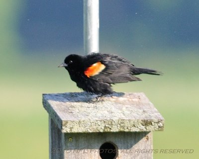 20100521_54 7am Birding - Red-Winged Blackbird.JPG