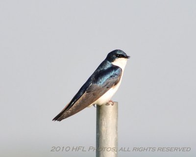 20100521_65 7am Birding.JPG