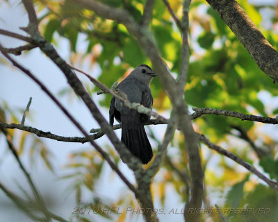 20100521_46 7am Birding - Another Grey Catbird.JPG