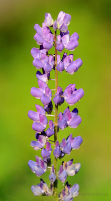 20100527_10 Woods  Flowers.JPG