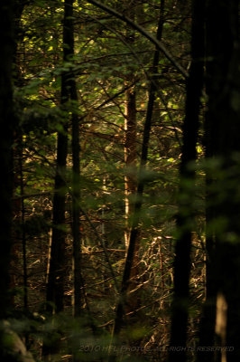 20100527_15 Deep in the Woods in Late Light.JPG