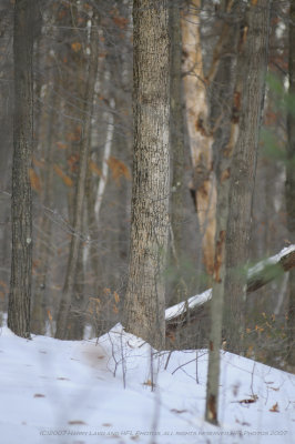 20071218-04-Forest Trail.JPG