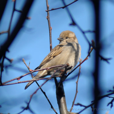 Female House Sparrow - 2