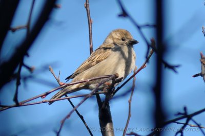 Female House Sparrow - 4