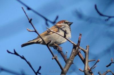 Male House Sparrow