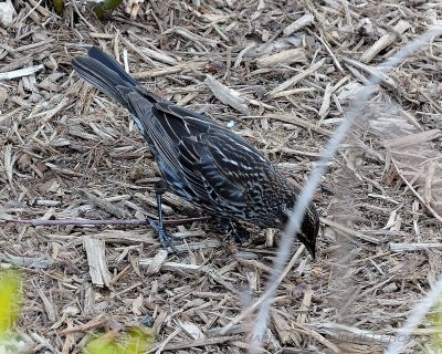 Washington DC_20080423_100 - Female Tri-Colored Blackbird.JPG