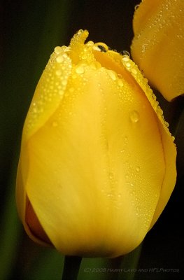 D1H-20080502_34_Tulips aft Rain.tif