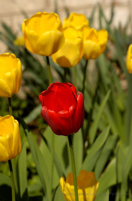 D1H-20080505_97_Tulips After Wlk.JPG