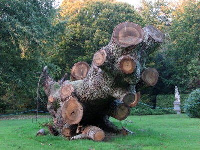 Cut Tree