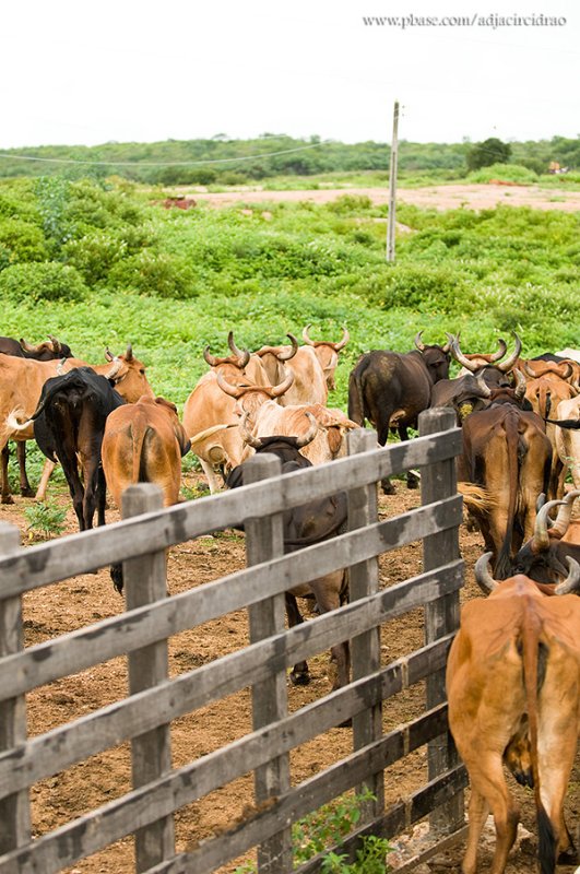 Retirada para o Pasto