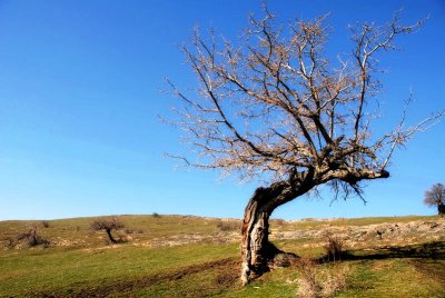 The wild force of the old tree