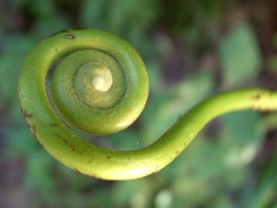vegetal snail