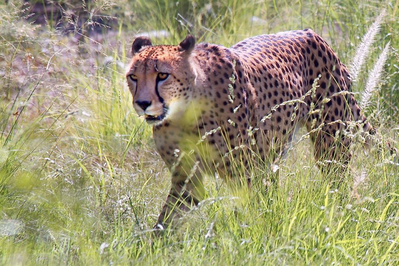 Cheetah 1