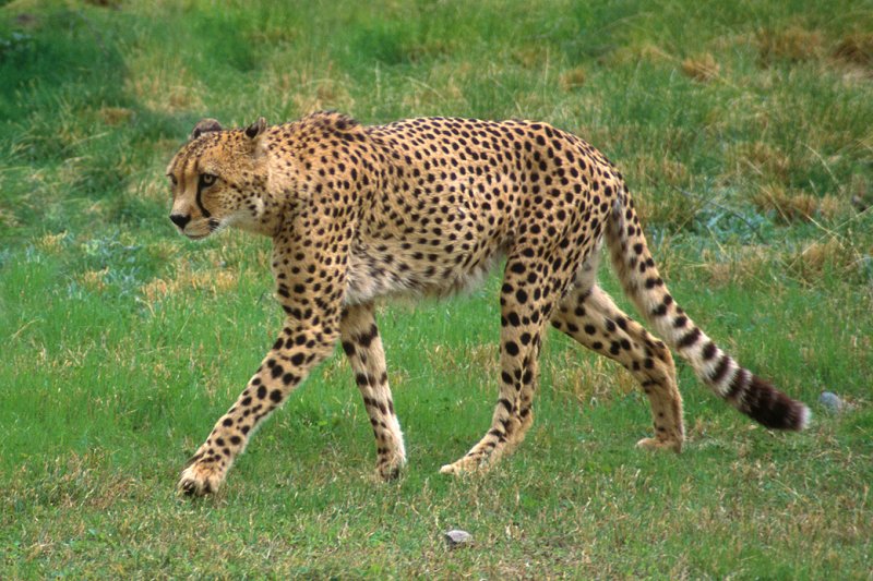 Cheetah 2