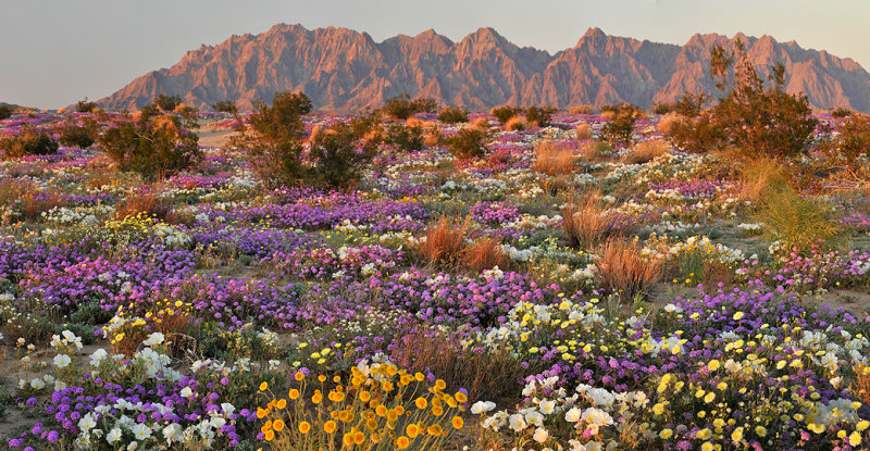 Mojave Desert Wildflower Field 23x44