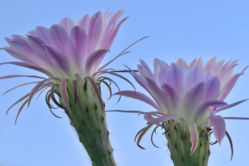 AZ - Skyward Easter Lilly Cactus Blossoms