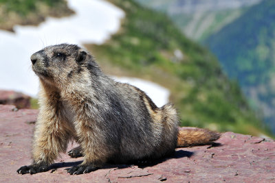 Marmot