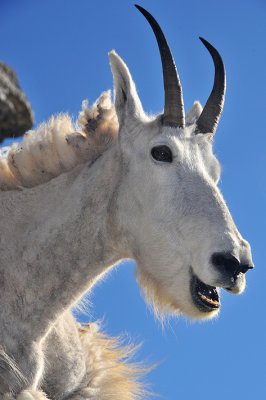 Mountain Goat Closeup